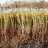 Heath Star-moss